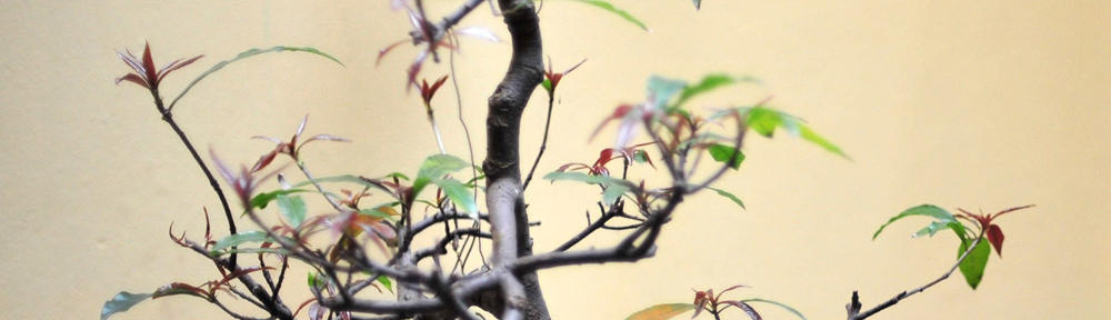 my Approach to English